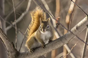 USA, Alaska, Fairbanks. Red squirrel in tree. Credit as USA, Alaska, Fairbanks. Red squirrel in tree. Credit as