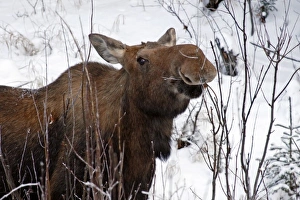 USA, Alaska. Female moose browsing on a branch USA, Alaska. Female moose browsing on a branch