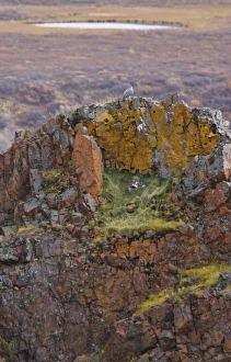 USA. Alaska. A gyrfalcon perches on a lichen-covered aerie high above Polychrome Pass in USA. Alaska. A gyrfalcon perches on a lichen-covered aerie high above Polychrome Pass in