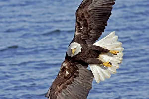 USA, Alaska, Homer. Bald eagle diving above water USA, Alaska, Homer. Bald eagle diving above water