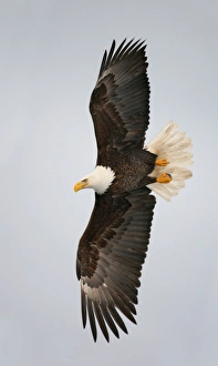 USA, Alaska, Homer. Bald eagle flying with full wingspread USA, Alaska, Homer. Bald eagle flying with full wingspread