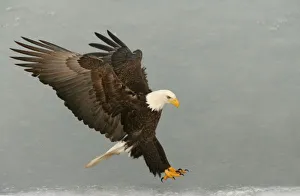 USA, Alaska, Homer. Bald eagle in landing posture. Credit as: Arthur Morris / Jaynes USA, Alaska, Homer. Bald eagle in landing posture. Credit as: Arthur Morris / Jaynes
