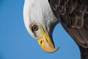 Images Dated 19th March 2005: USA, Alaska, Homer, Close-up portrait of Bald Eagle (Haliaeetus leucocephalus) resting