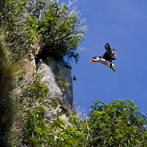 USA. Alaska. Horned Puffin at Bird Island in Lake Clark NP USA. Alaska. Horned Puffin at Bird Island in Lake Clark NP