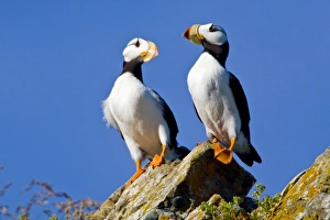 USA. Alaska. Horned Puffins at Bird Island in Lake Clark NP USA. Alaska. Horned Puffins at Bird Island in Lake Clark NP