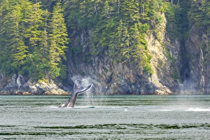 USA, Alaska. Humpback whale tail lobbing. Credit as: Don Paulson / Jaynes Gallery / DanitaDelimont USA, Alaska. Humpback whale tail lobbing. Credit as: Don Paulson / Jaynes Gallery / DanitaDelimont