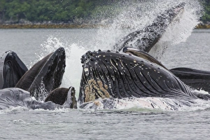 USA, Alaska. Humpback whales bubble net feeding USA, Alaska. Humpback whales bubble net feeding