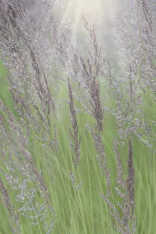 USA, Alaska, Juneau. Sunlit grass in meadow. Credit as: Don Paulson / Jaynes Gallery / USA, Alaska, Juneau. Sunlit grass in meadow. Credit as: Don Paulson / Jaynes Gallery /