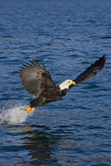 USA, Alaska, Kachemak Bay State Park, Kachemak Bay. Bald eagle takes flight after catching fish USA, Alaska, Kachemak Bay State Park, Kachemak Bay. Bald eagle takes flight after catching fish