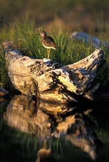 USA, Alaska, Lesser Yellowlegs (Tringa flavipes) balances on log in Potter Marsh USA, Alaska, Lesser Yellowlegs (Tringa flavipes) balances on log in Potter Marsh