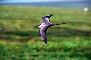 USA, Alaska, Long-tailed Jaeger (Stercorarius longicaudus) defends its nest on arctic USA, Alaska, Long-tailed Jaeger (Stercorarius longicaudus) defends its nest on arctic