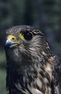 USA, Alaska, Merlin Falcon, Denali National Park USA, Alaska, Merlin Falcon, Denali National Park