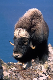 USA, Alaska, Muskox (Ovibos moschatus) on snow-covered cliff on Nelson Island along USA, Alaska, Muskox (Ovibos moschatus) on snow-covered cliff on Nelson Island along