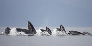 USA, Alaska, Row of Humpback Whales (Megaptera novaengliae) lunging from water while USA, Alaska, Row of Humpback Whales (Megaptera novaengliae) lunging from water while