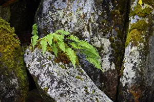 USA, Alaska, Sitka, ferns growing on boulders USA, Alaska, Sitka, ferns growing on boulders