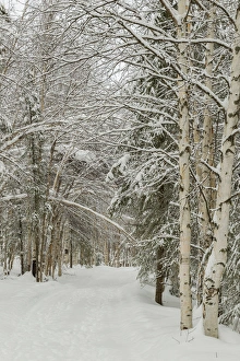 USA, Alaska. Snow-covered birch and spruce forest USA, Alaska. Snow-covered birch and spruce forest