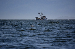 USA, Alaska, Southeast north of Ketchikan, seine fishing boat USA, Alaska, Southeast north of Ketchikan, seine fishing boat