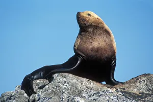 USA, Alaska, Steller Sea Lion bull rests on rocks at (Eumetopias jubatus) haulout USA, Alaska, Steller Sea Lion bull rests on rocks at (Eumetopias jubatus) haulout