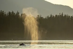 USA, Alaska, Sunlit mist hangs in air above spouting Humpback Whales USA, Alaska, Sunlit mist hangs in air above spouting Humpback Whales