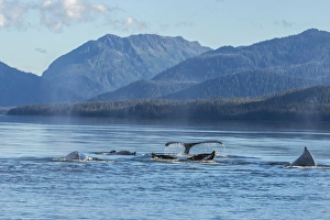 USA, Alaska, Tongass National Forest. Humpback whales surfacing & diving. Credit as USA, Alaska, Tongass National Forest. Humpback whales surfacing & diving. Credit as