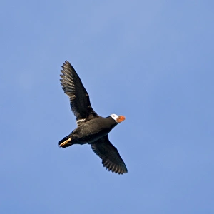 USA. Alaska. Tufted Puffin at Bird Island in Lake Clark NP USA. Alaska. Tufted Puffin at Bird Island in Lake Clark NP