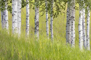 USA, Alaska. USA, Alaska. Paper birch trees and grass USA, Alaska. USA, Alaska. Paper birch trees and grass