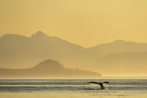 USA, Alaska, Water streams from tails of Humpback Whale (Megaptera novaeangliae USA, Alaska, Water streams from tails of Humpback Whale (Megaptera novaeangliae