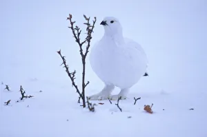 USA, Alaska, Willow Ptarmigan (Lagopus lagopus) in winter coloration camouflaged USA, Alaska, Willow Ptarmigan (Lagopus lagopus) in winter coloration camouflaged
