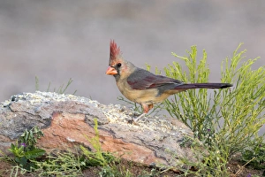 USA, Arizona, Amado. Female cardinal perched on rock USA, Arizona, Amado. Female cardinal perched on rock