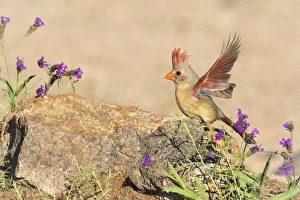 USA, Arizona, Amado. Female cardinal with wings spread USA, Arizona, Amado. Female cardinal with wings spread