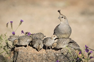 USA, Arizona, Amado. Female Gambels quail with chicks USA, Arizona, Amado. Female Gambels quail with chicks