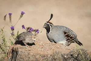 USA, Arizona, Amado. Male Gambels quail with chick USA, Arizona, Amado. Male Gambels quail with chick