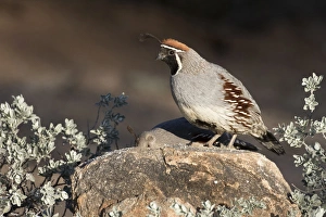 USA, Arizona, Amado. Male Gambels quail on rock USA, Arizona, Amado. Male Gambels quail on rock