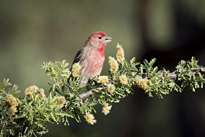 USA, Arizona, Amado. Male house finch on branch USA, Arizona, Amado. Male house finch on branch