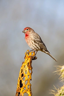 USA, Arizona, Amado. Male house finch on perch USA, Arizona, Amado. Male house finch on perch