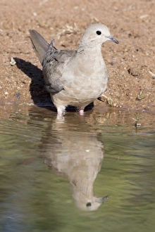 USA, Arizona, Amado. Mourning dove and reflection USA, Arizona, Amado. Mourning dove and reflection