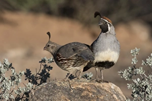 USA, Arizona, Amado. A pair of Gambels quail on rock USA, Arizona, Amado. A pair of Gambels quail on rock