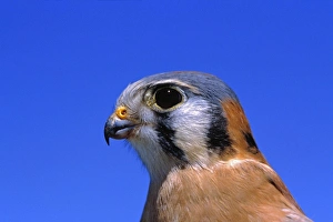 USA, Arizona. The American Kestral is an adaptable little falcon measuring between 9 and 12 inches USA, Arizona. The American Kestral is an adaptable little falcon measuring between 9 and 12 inches