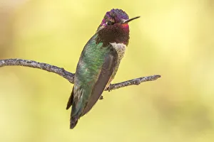 USA, Arizona, Boyce Thompson Arboretum State Park. Male Annas hummingbird displaying USA, Arizona, Boyce Thompson Arboretum State Park. Male Annas hummingbird displaying