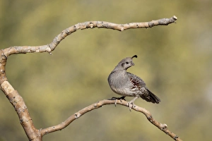 USA, Arizona, Buckeye. Male Gambels quail on branch USA, Arizona, Buckeye. Male Gambels quail on branch