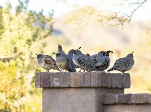 USA, Arizona, Buckeye. Quail family on patio wall USA, Arizona, Buckeye. Quail family on patio wall