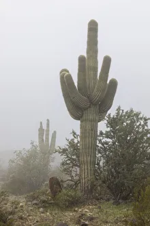 USA, Arizona, Buckeye. Saguaro cactus in fog. Credit as USA, Arizona, Buckeye. Saguaro cactus in fog. Credit as