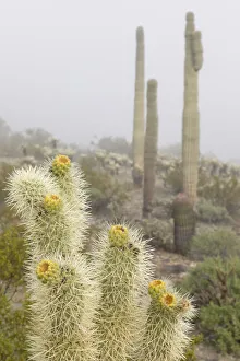 USA, Arizona, Buckeye. Saguaro and cholla cacti in fog. Credit as USA, Arizona, Buckeye. Saguaro and cholla cacti in fog. Credit as