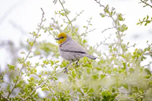 USA, Arizona, Catalina. Adult verdin bird in tree USA, Arizona, Catalina. Adult verdin bird in tree
