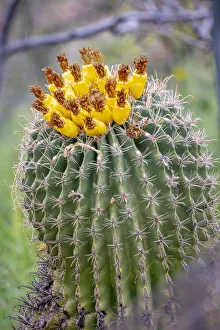 USA, Arizona, Catalina. Barrel cactus in bloom USA, Arizona, Catalina. Barrel cactus in bloom