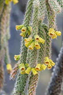 USA, Arizona, Catalina. Cholla cactus in bloom USA, Arizona, Catalina. Cholla cactus in bloom