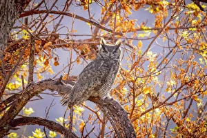 USA, Arizona, Catalina. Great-horned owl in tree USA, Arizona, Catalina. Great-horned owl in tree