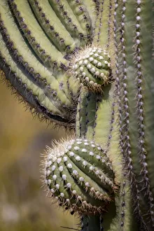 USA, Arizona, Catalina. Saguaro cactus close-up USA, Arizona, Catalina. Saguaro cactus close-up