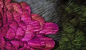USA, Arizona. Close-up of hummingbird feathers USA, Arizona. Close-up of hummingbird feathers
