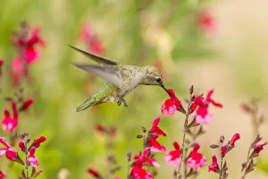 USA, Arizona, Desert Botanic Garden. Feeding hummingbird USA, Arizona, Desert Botanic Garden. Feeding hummingbird